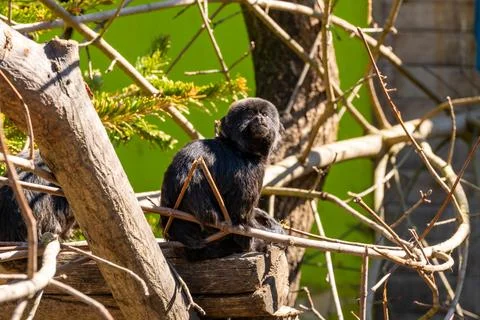 Black Tamarin Monkey Sitting on Tree Branches in a Zoo Habitat Stock-Fotos