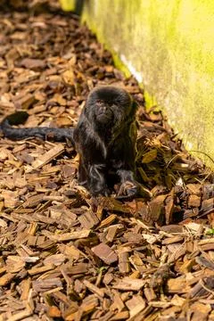 Black Tamarin Monkey Standing on Forest Floor in Zoo Habitat Stock Photos