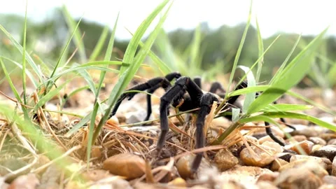 A black tarantula crawls through grass and pebbles on the ground Stock Footage 312680158