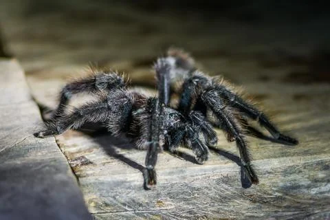 Black tarantula in the peruvian amazon jungle at madre de dios peru Stock Photos