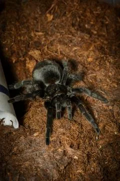 Black tarantula Stock Photos