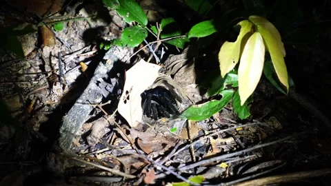 Black tarantula resting in silk burrow on forest floor at night Stock Footage 340545836