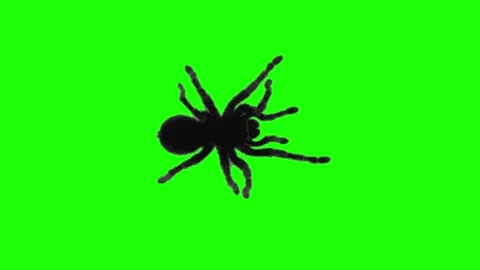 Black tarantula spider crawling across green screen for scary movie visual .. Stock Footage 345613131