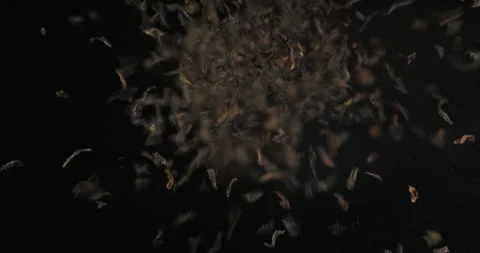 Black tea falling from below, slowmotion low angle 4K pro res Stock Footage 275898169