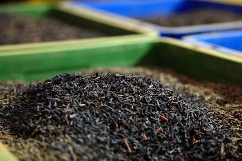 Black tea freshly processed on a tea plantation Fotos de archivo