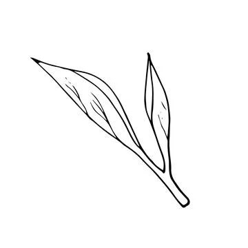 Black tea leaf. Hand drawn illustration in doodle style. Tea leaves branch .. Illustrazione stock