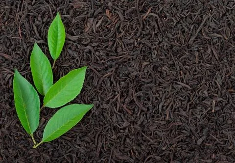 Black tea with leafs Stock Photos
