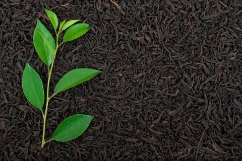 Black tea with leafs Stock Photos