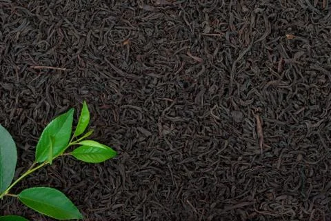 Black tea with leafs Stock Photos