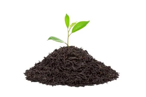 Black tea with leafs Stock Photos