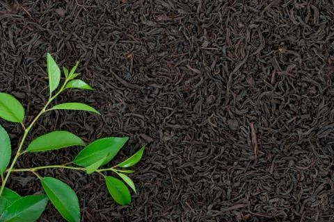 Black tea with leafs Stock Photos