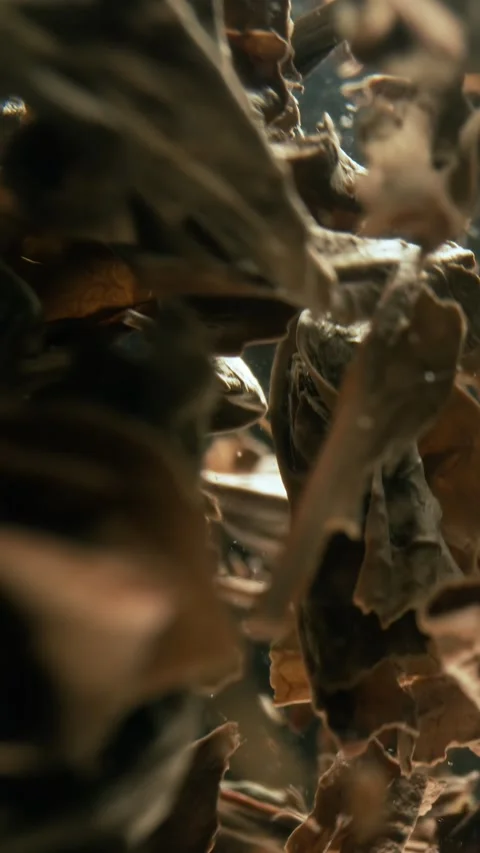 Black tea leaves brewing in hot water. Shot on super slow motion camer. Stock Footage 330773217