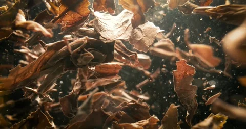 Black tea leaves brewing in hot water. Shot on super slow motion camer. Stock Footage 333110711