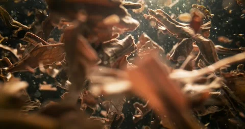 Black tea leaves brewing in hot water. Shot on super slow motion camer. Stock Footage 343405448