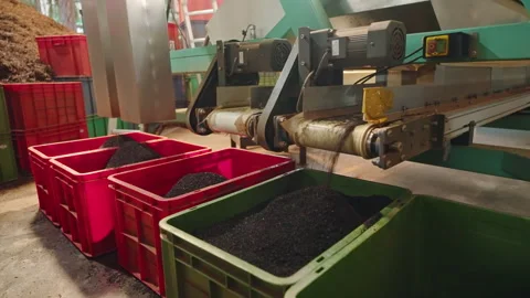 Black tea leaves flow steadily from a factory conveyor belt into separate bins Vidéo 274437313