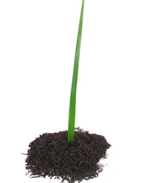 Black tea Stock Photos