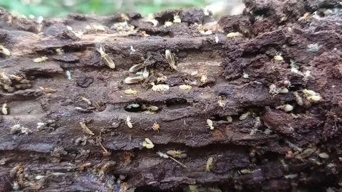 Black termite colony that looks like it's migrating somewhere Stock Footage 219348379