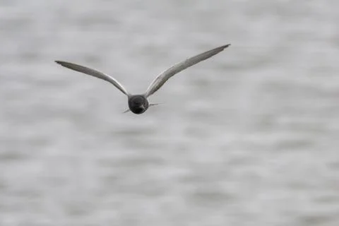 Black Tern in flight facing camera Stock Photos