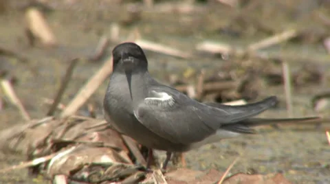 Black terns 1 Stock Footage 27425101