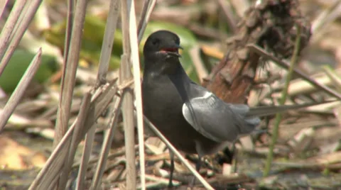 Black terns Stock Footage 27424971