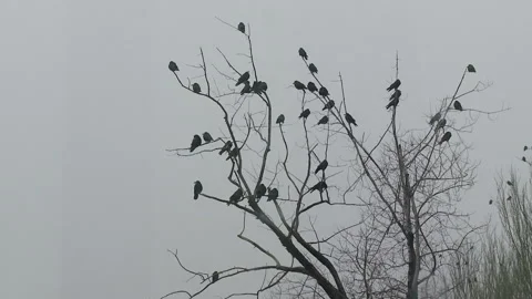 Black terrible crows sit on the branches and scream Stock-Footage 87508409