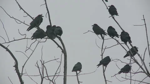 Black terrible crows sit on the branches and scream Stock Footage 87509309