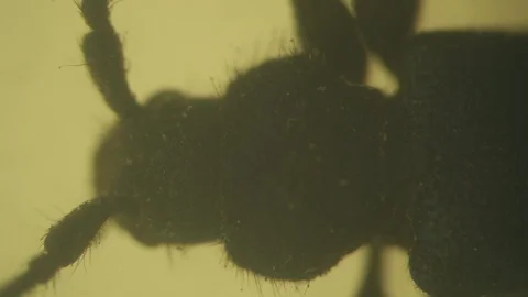 Black thick-legged beetle. High magnification video Stock Footage 91235767