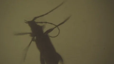 Black thick-legged beetle moves fast. High magnification video 動画素材 91235776