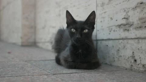 Black thin and angry cat lies with its legs crossed. poor street kitten Stock Footage 163970759