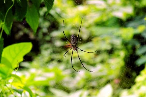 Black thin spider sitting and waiting on its prey in the middle of its web. Stock Photos