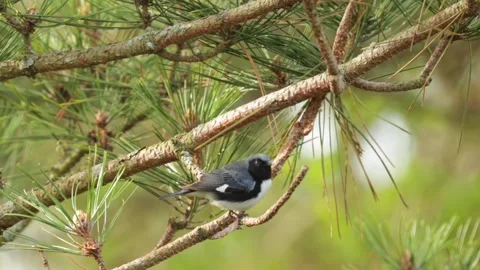 Black throated blue warbler foraging and singing on a pine tree branch Stock Footage 325611110