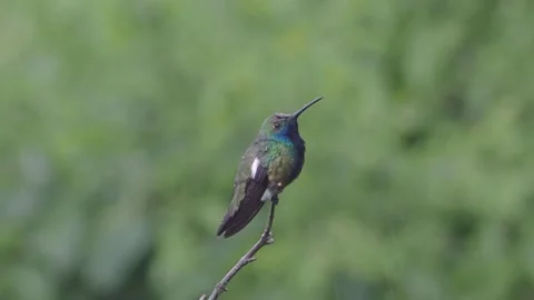 Black-throated Mango perched during rain Video stock 171380203