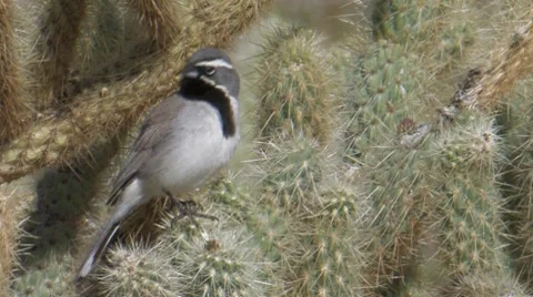 Black-throated Sparrow 1 Stock Footage 8507702