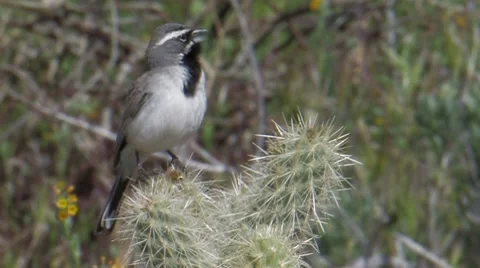 Black-throated Sparrow 2 Stock Footage 8507637