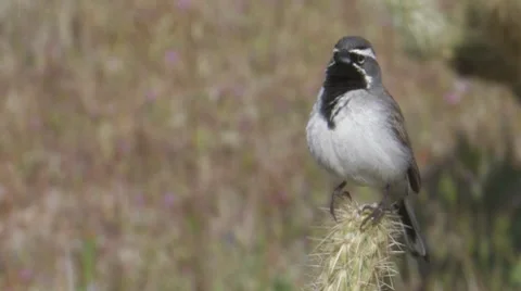 Black-throated Sparrow 3 Stock Footage 8507611