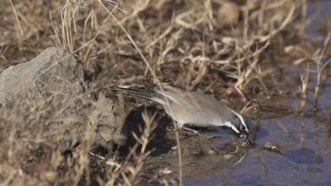 Black Throated Sparrow Drinking Stock-Footage 89414614