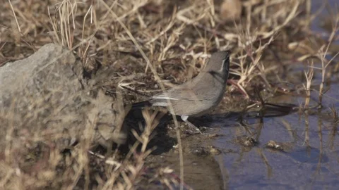 Black Throated Sparrow taking flight Stock-Footage 89415404