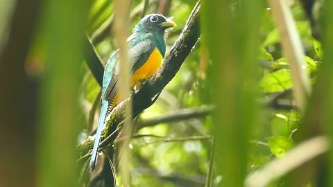 Black throated trogon seen through dense palmtree leaves Stock-Footage 123555797
