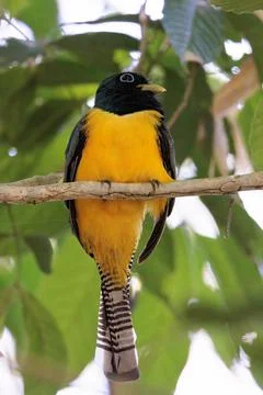  Black-throated trogon - yellow-belled trogon in Curi Cancha reserve, Cost... Stock Photos