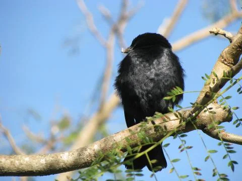 Black Thrush Bird Stock Photos