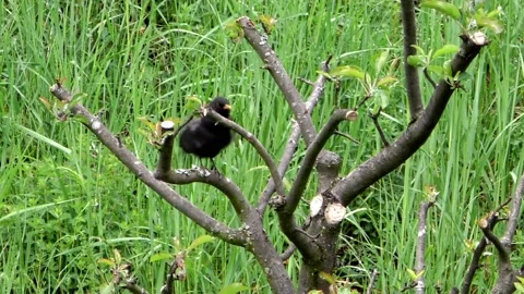 Black thrush. Stock Footage 131700456