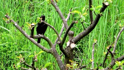 Black thrush. Stock Footage 131702115