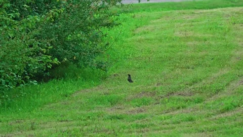 Black thrush Stock Footage 317379190