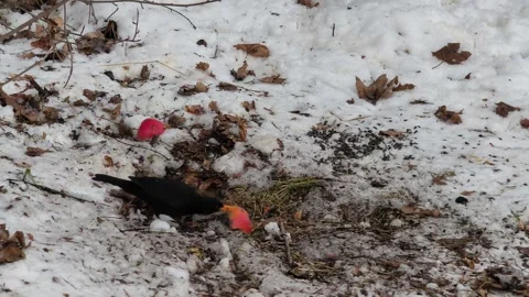 Black thrush 스톡 동영상 328151071