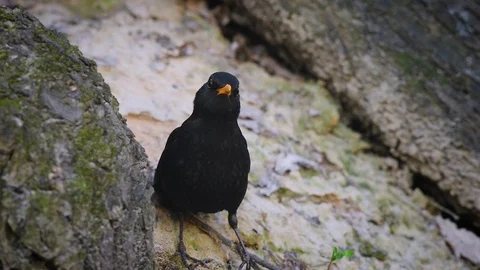 Black thrush looking at the camera sitting on ground in forest and escapes Stock Footage 126697830