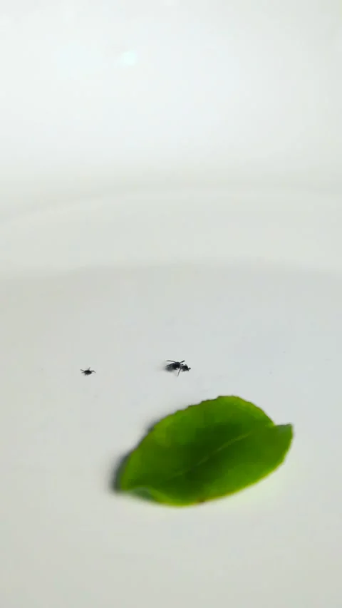 Black Ticks Moving Next to a Blueberry Leaf on a White Surface Stock Footage 341399068