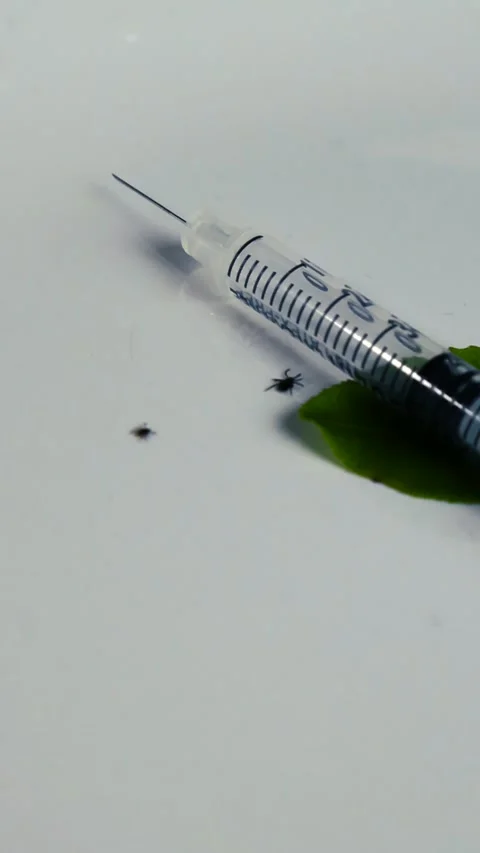 Black Ticks Moving Next to a Vaccine Syringe on a White Background Stock Footage 340259370