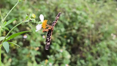 Black Tiger Moth Resting on Wildflower Video stock 337579899
