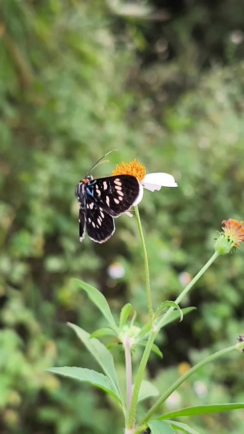 Black Tiger Moth Resting on Wildflower Video stock 337579917