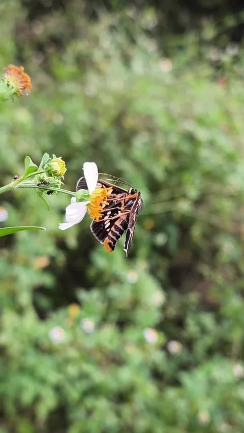 Black Tiger Moth Resting on Wildflower Video stock 337579923